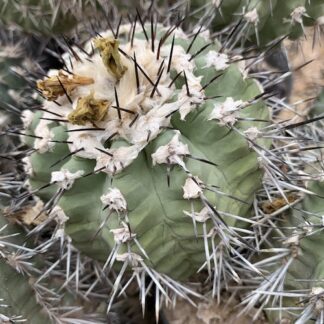 Copiapoa montana cactus shown flowering