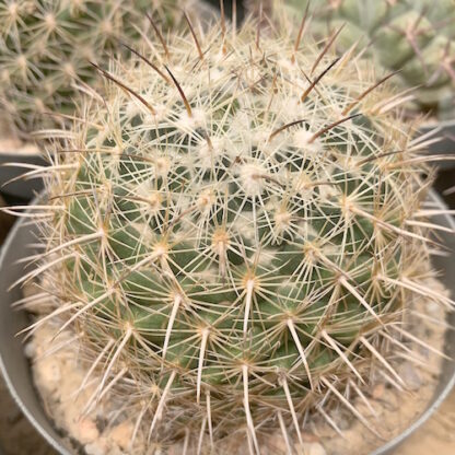 Coryphantha cornifera cactus shown in pot