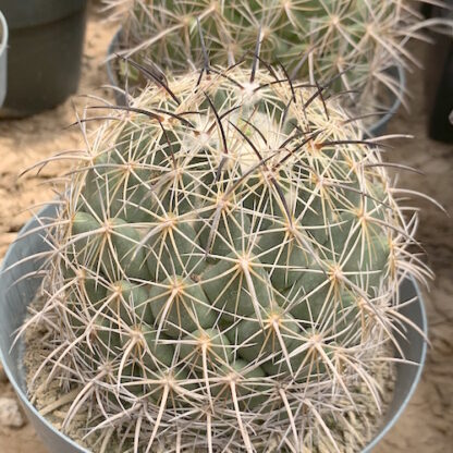 Coryphantha difficilis cactus shown in pot