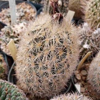 Coryphantha echinus cactus shown in pot