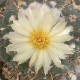 Coryphantha greenwoodii cactus shown flowering