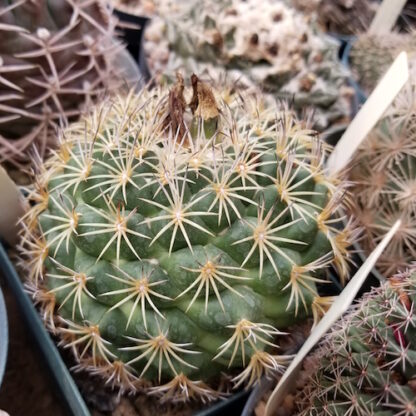 Coryphantha radians cactus shown in pot