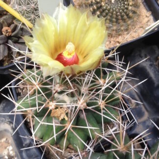 Coryphantha scheeri cactus shown flowering