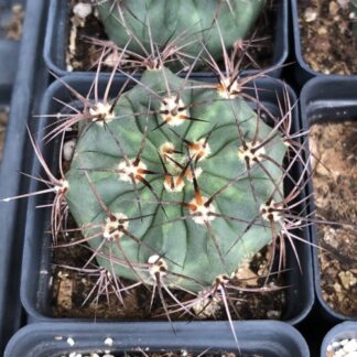 Denmoza rhodacantha cactus shown in pot