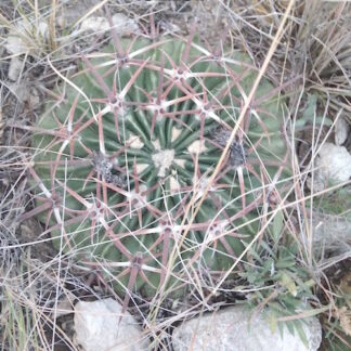 Homalocephala 'Echinocactus' texensis cactus shown flowering