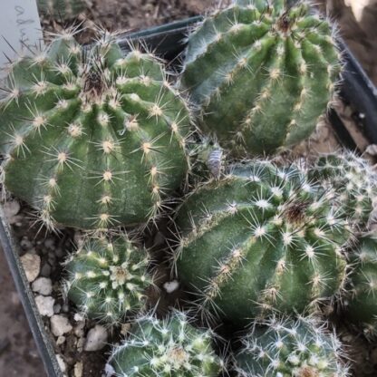 Echinocereus adustus cactus shown in pot