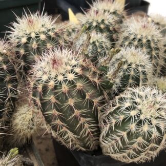 Echinocereus chloranthus cactus shown in pot