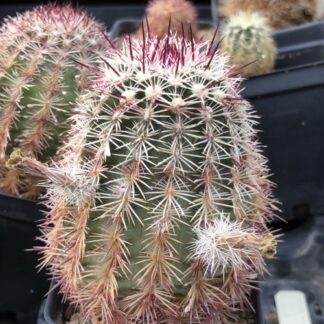 Echinocereus chloranthus cactus shown in pot