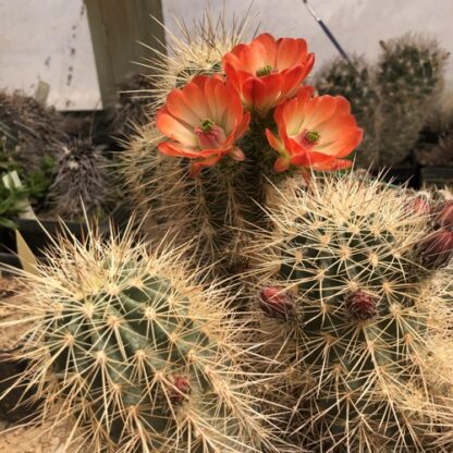 Echinocereus coccineus cactus shown in pot