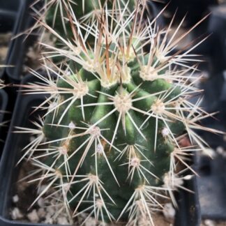 Echinocereus coccineus cactus shown in pot