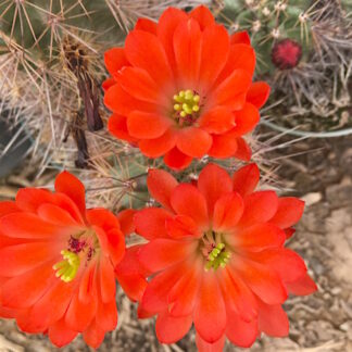 Echinocereus coccineus cactus shown flowering
