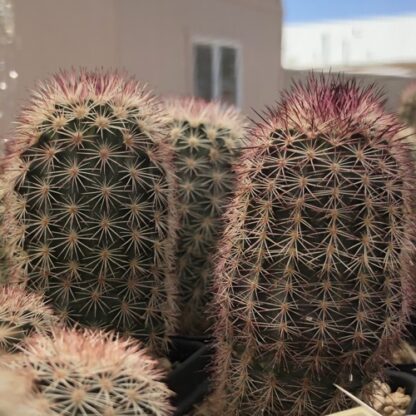 Echinocereus dasyacanthus cactus shown in pot