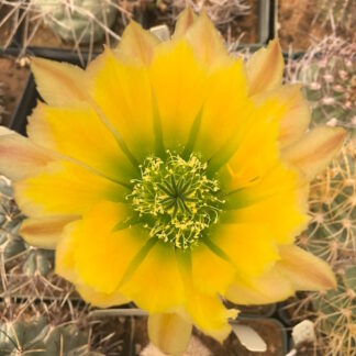 Echinocereus dasyacanthus cactus shown flowering
