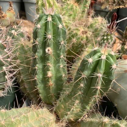 Echinocereus enneac. cactus shown flowering