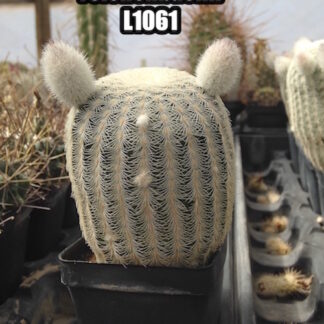 Echinocereus fitchii 'reichenbachii' cactus shown in pot