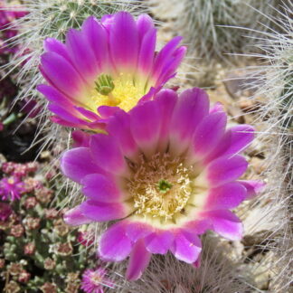 Echinocereus longisetus cactus shown flowering