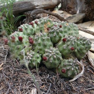 Echinocereus mojavensis 'triglochidiatus' cactus shown in pot