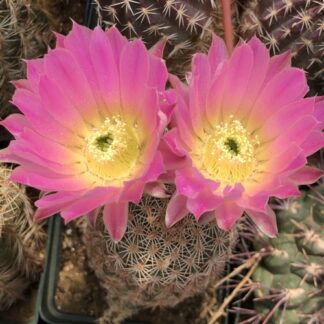 Echinocereus pamanesiorum cactus shown flowering