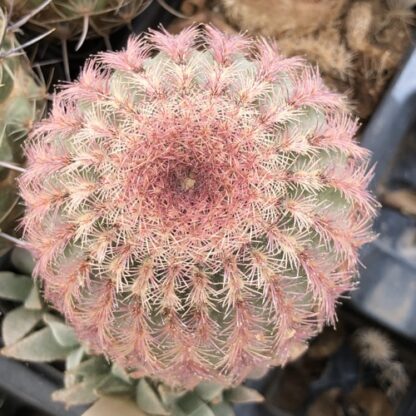 Echinocereus pectinatus cactus shown in pot