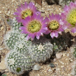 Echinocereus reichenbachii cactus shown flowering