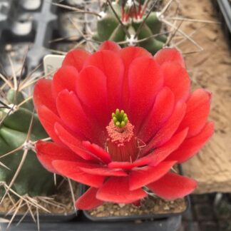 Echinocereus triglochidiatus cactus shown flowering