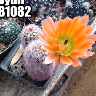 Echinocereus X lloydii cactus shown flowering