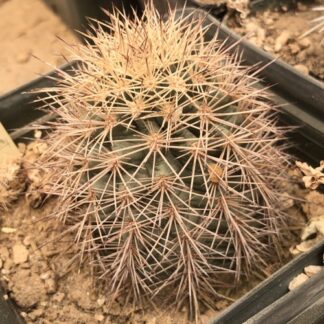 Echinocereus X roetteri cactus shown in pot