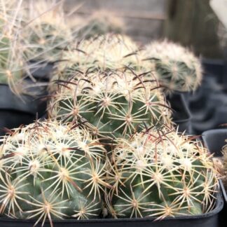 Echinomastus unguispinus cactus shown in pot