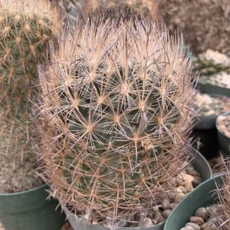 Echinomastus unguispinus cactus shown flowering