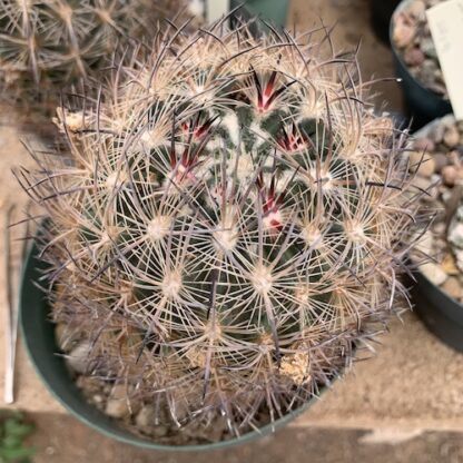 Echinomastus unguispinus cactus shown in pot