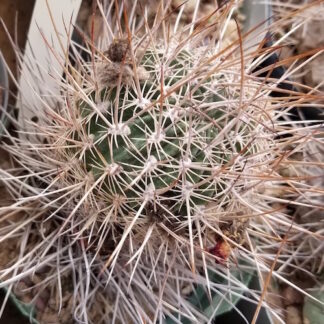 Echinopsis ancistrophora cactus shown in pot