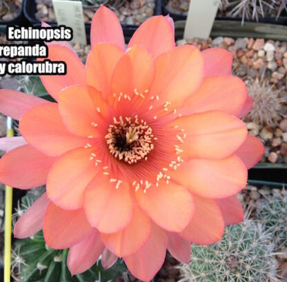 Echinopsis obrepanda cactus shown flowering