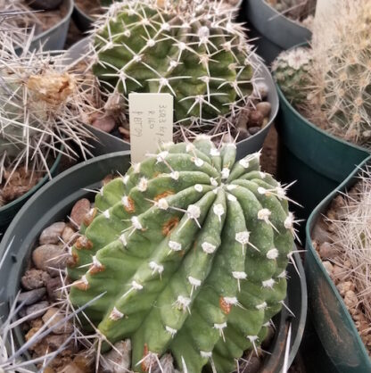 Echinopsis silvestrii cactus shown in pot