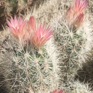 Escobaria albicolumnaria cactus shown flowering