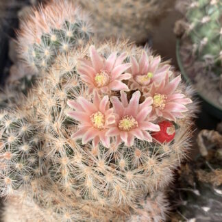 Escobaria chaffeyi cactus shown flowering