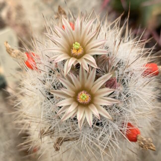 Escobaria duncanii cactus shown flowering