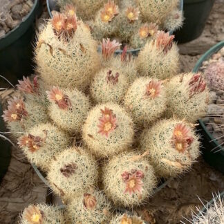 Escobaria roseana cactus shown flowering