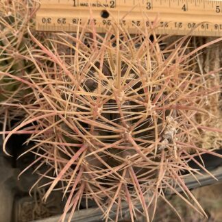 Ferocactus cylindraceus cactus shown flowering