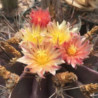 Ferocactus echidne cactus shown flowering