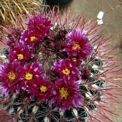 Ferocactus fordii cactus shown flowering