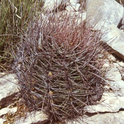 Ferocactus hamatacanthus cactus shown in pot