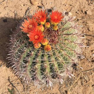 Ferocactus wislizenii cactus shown flowering
