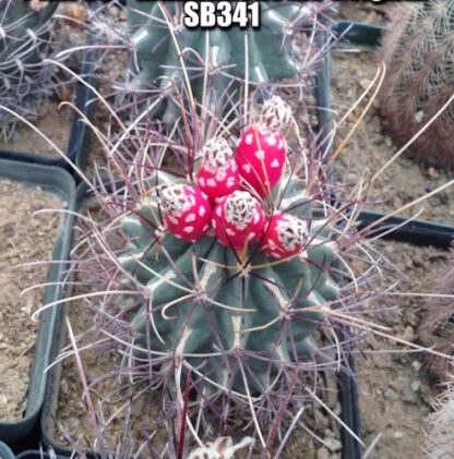 Glandulicactus uncinatus var. wrightii cactus shown flowering