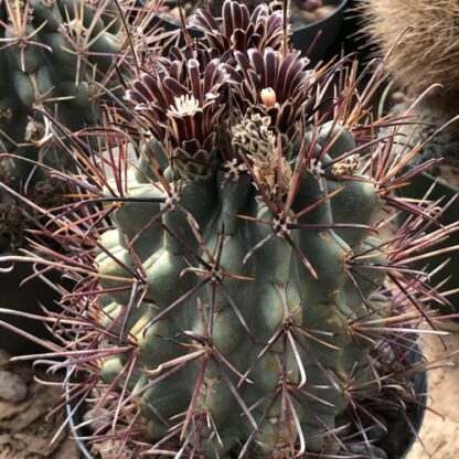 Glandulicactus uncinatus cactus shown flowering