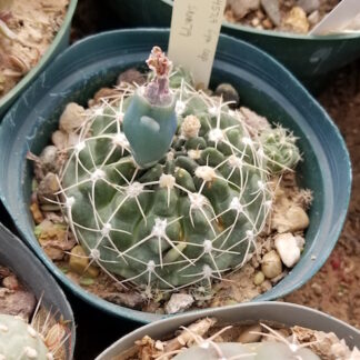 Gymnocalycium capillaense cactus shown in pot