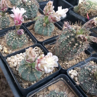 Gymnocalycium erinaceum cactus shown flowering
