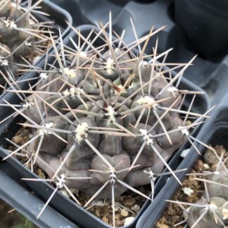 Gymnocalycium gibbosum cactus shown flowering