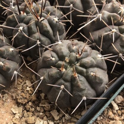 Gymnocalycium gibbosum cactus shown in pot
