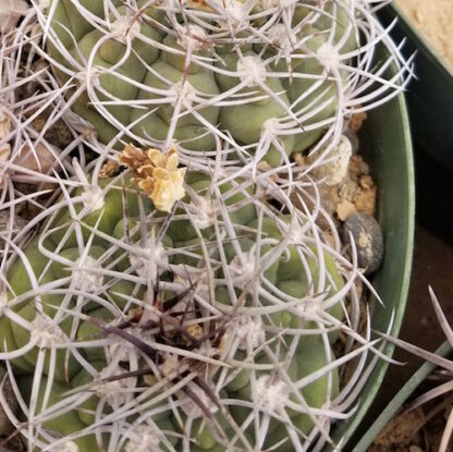 Gymnocalycium hybopleurum cactus shown in pot