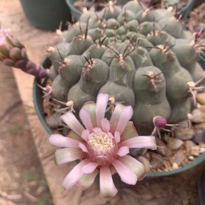 Gymnocalycium lumbrerasense cactus shown flowering